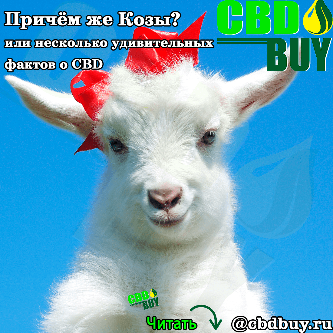 cbd масло в москве, купить cbd масло, ТГК, cbd для вейпа.